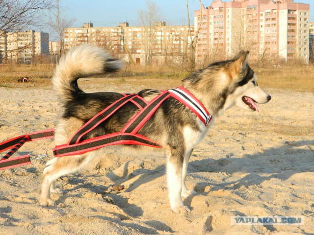 Мой маламут Шелби
