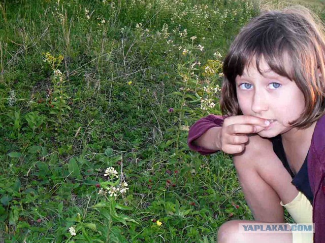 Земляника.