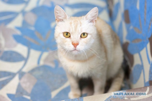 Котовторник 10.06.2014