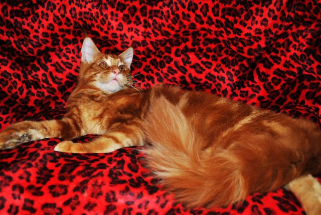 Мои мейн куны