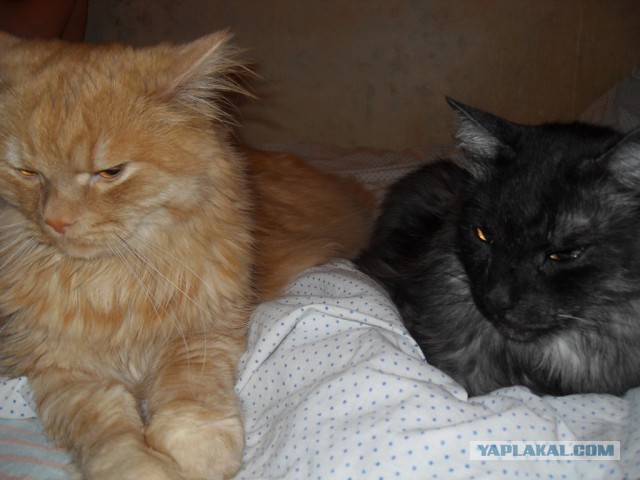 Котовторник  08.07.2014