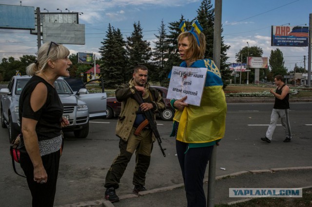 Овца с плакатами 404 в Питере