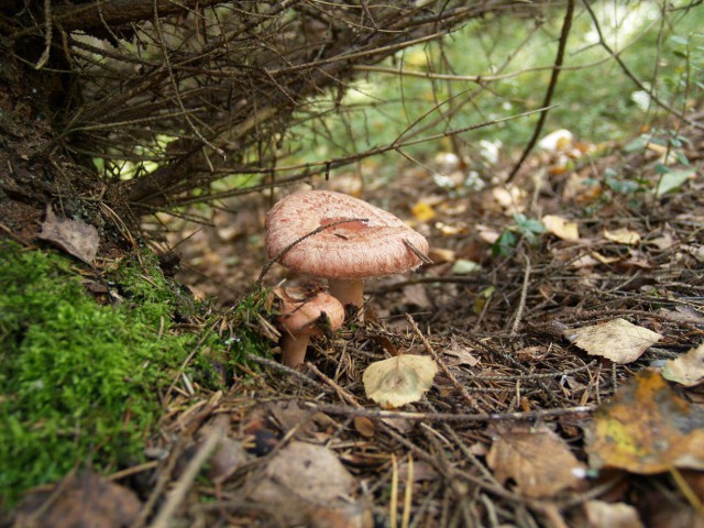 Топ-10 грибов