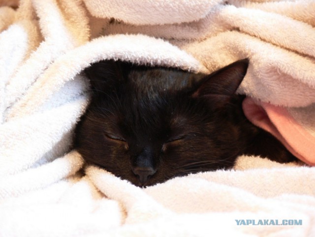 Котовторник 25.11.2014