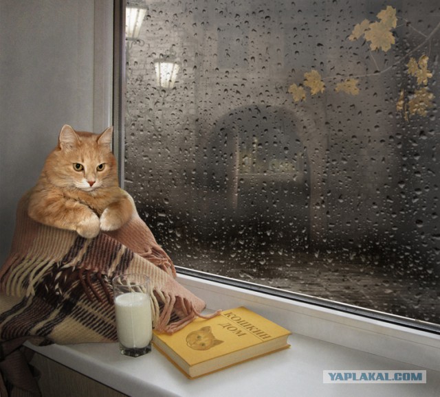 Котовторник 06.01.2015