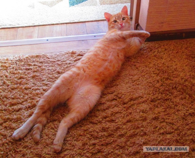 Котовторник 28.04.2015