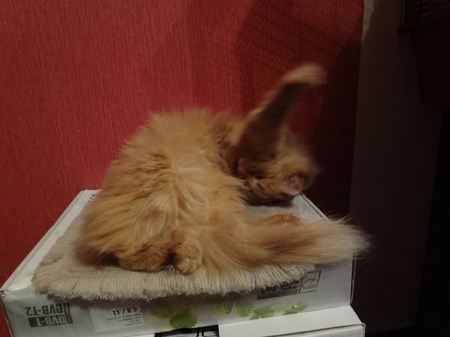 Котовторник 5.05.2015.