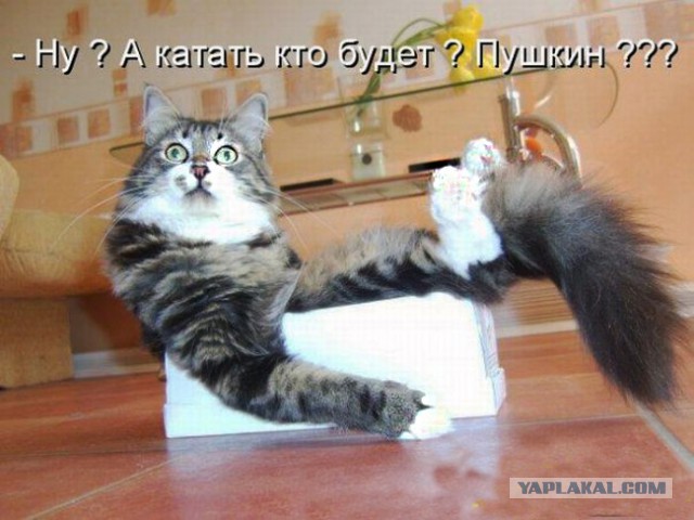 Детство и юность моей кошки Дуси