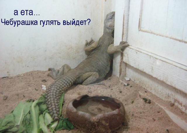 Товарищщи! У нас же ГОЛОЦЕН! Урааа!