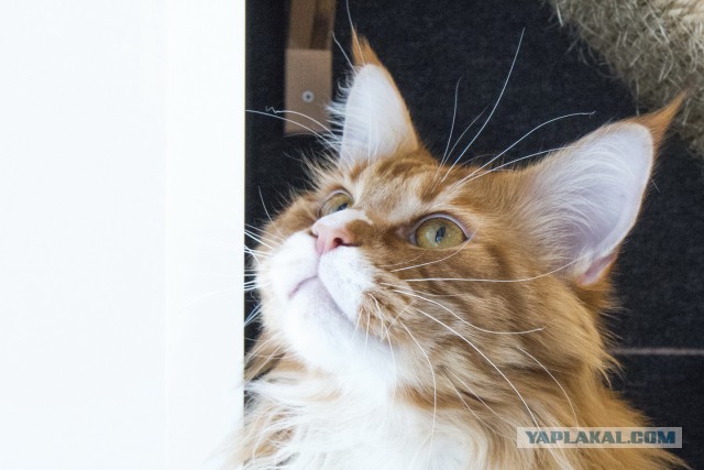 Котовторник 14.07.2015