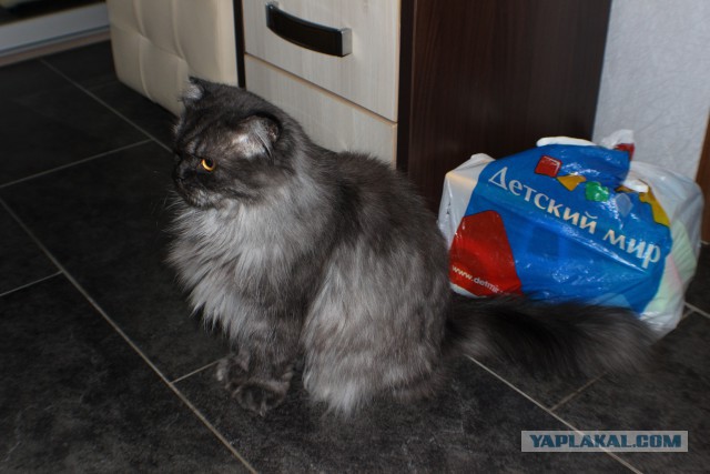 Котовторник 18.08.2015