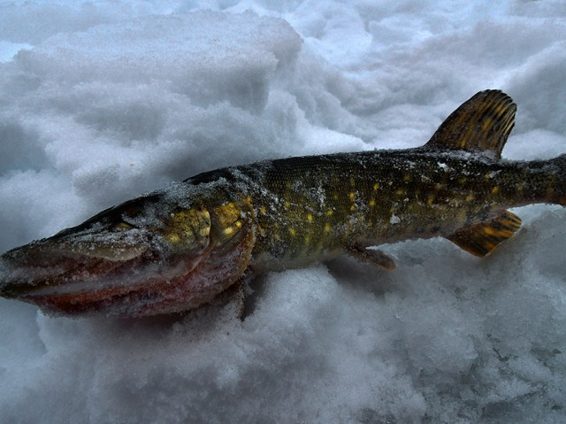 Корюшка зовет! Охота на рыбу-огурец