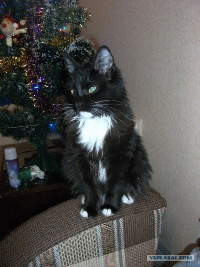 Кота с кошкой запалили