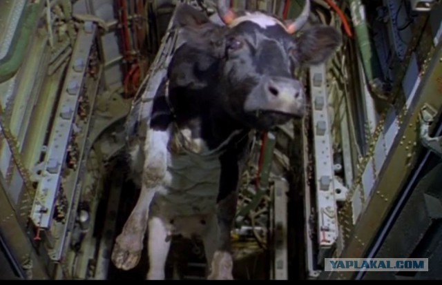 Запрещенные предметы, конфискованные в аэропортах