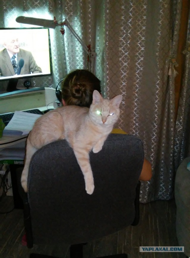 Котовторник 22.03.2016