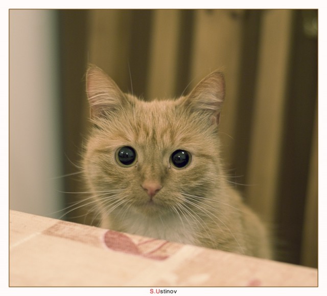 Коты, кошки, котята