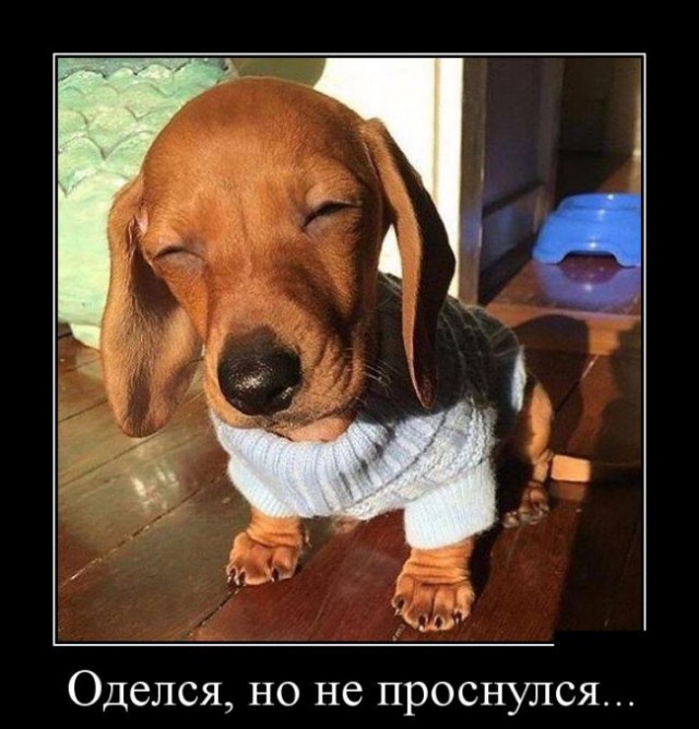 Демы без Темы