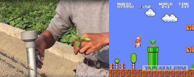 Как китайцы высаживают рассаду