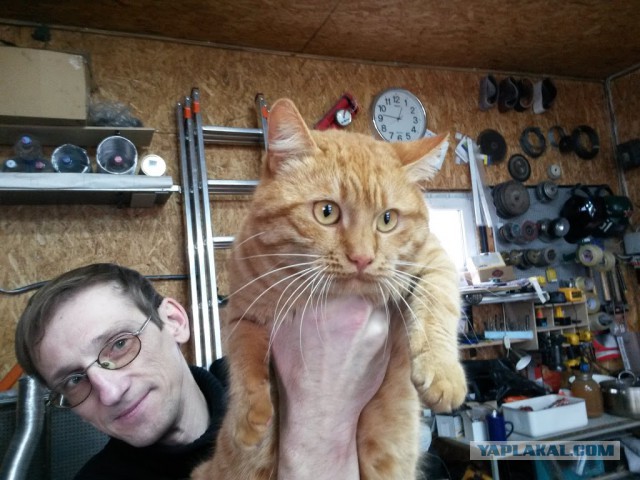 Ваши фотки котов на телефон