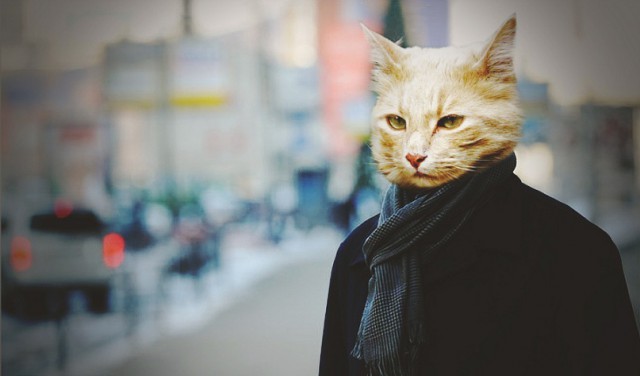 Коты из сети