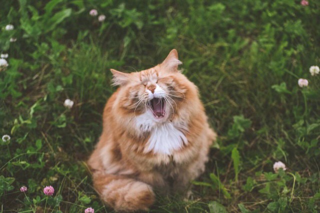 Коты и Кошки