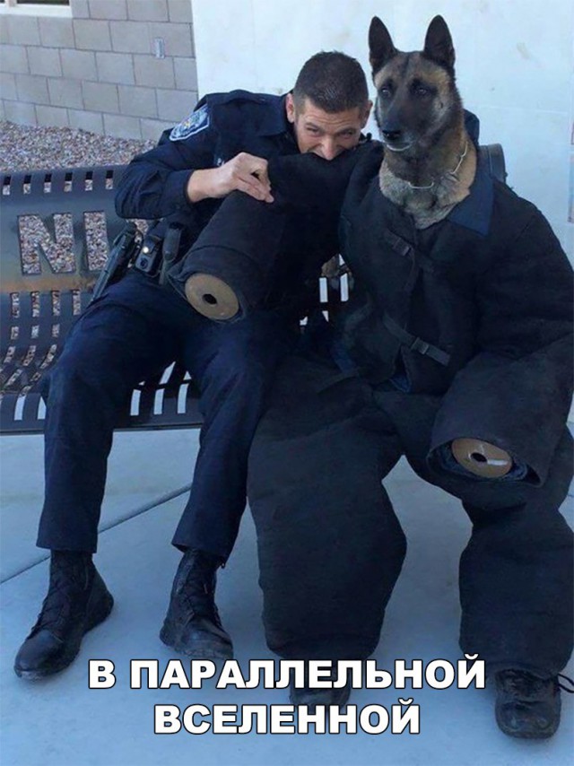 Подборка забавных животных