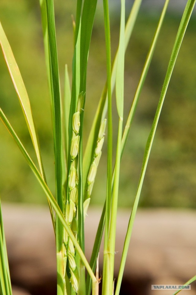 Чианг Май. Жемчужина Севера.