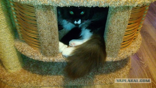Котовторник 24.10.2017