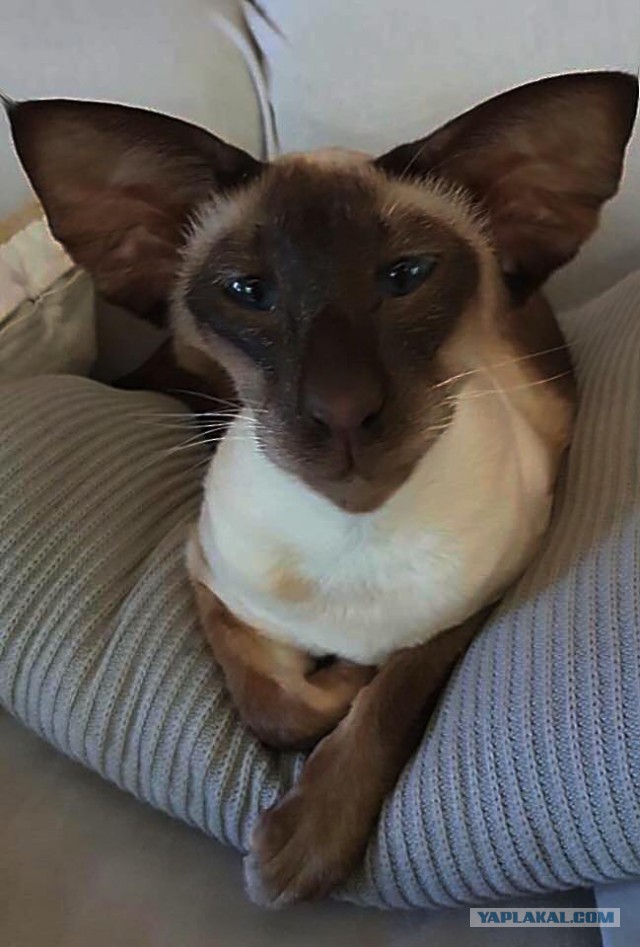 Котовторник  19.12.2017