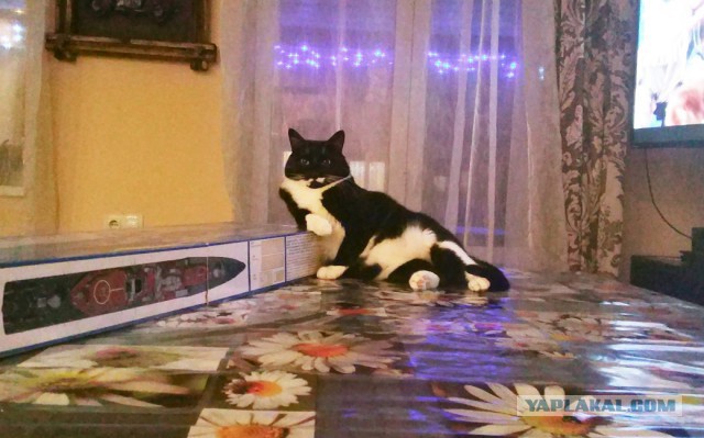 Котовторник 20.03.2018