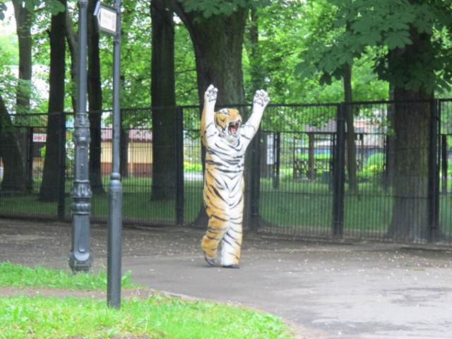 В зоопарке Калининграда прошли учения по ловле сбежавшего из вольера тигра. Роль хищника исполнил сотрудник учреждения