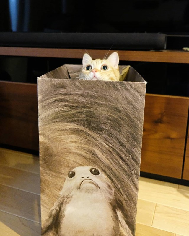 Прикольных котов пост