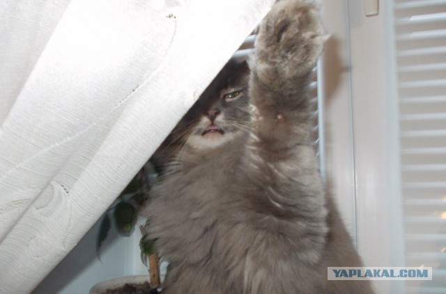 Котовторник  12.06.2018