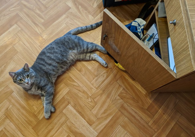 Котовторник 19.06.2018