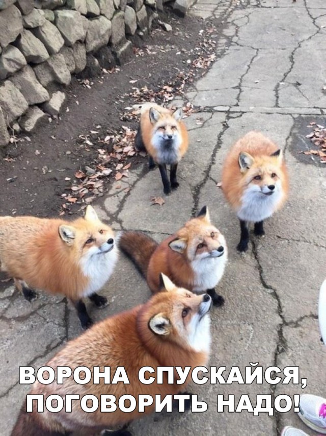 Нестандартный юмор