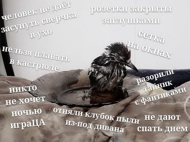 Прикольные картинки абавсём