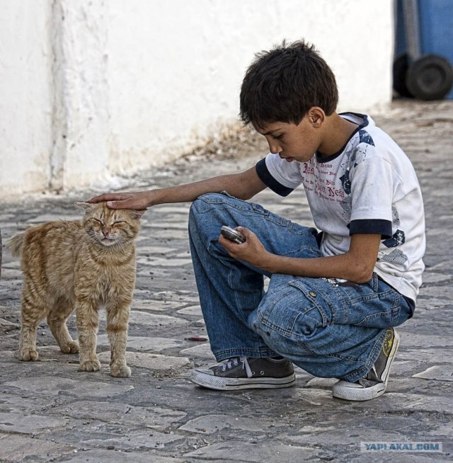 Котовторник на 22 июня