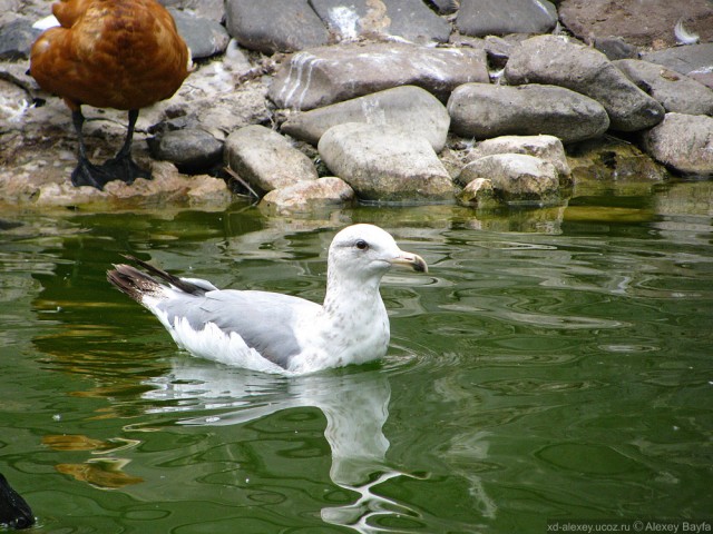 Детки в клетке