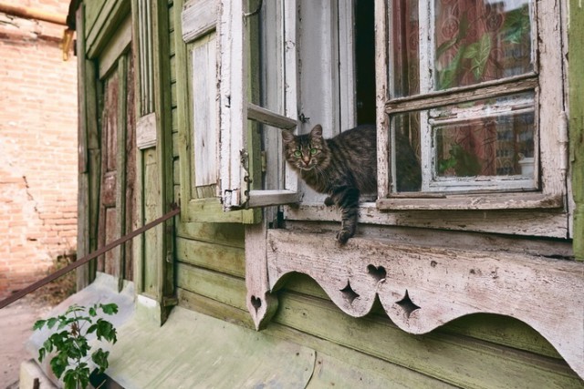 Прикольных котов пост