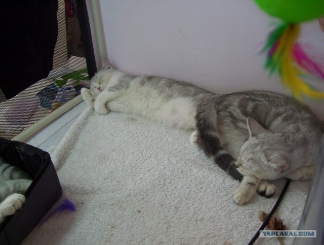 Сонный Котовторник
