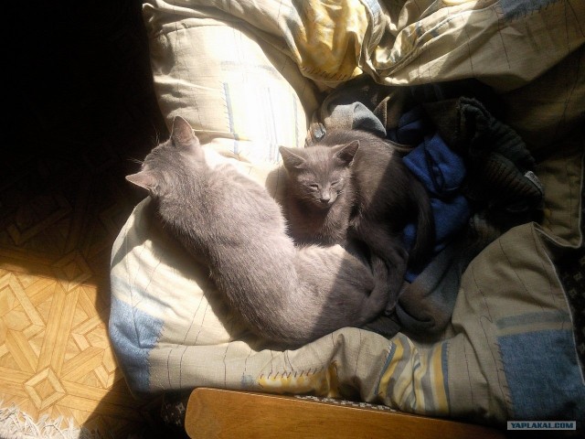 Котовторник (начало в супермаркете!)
