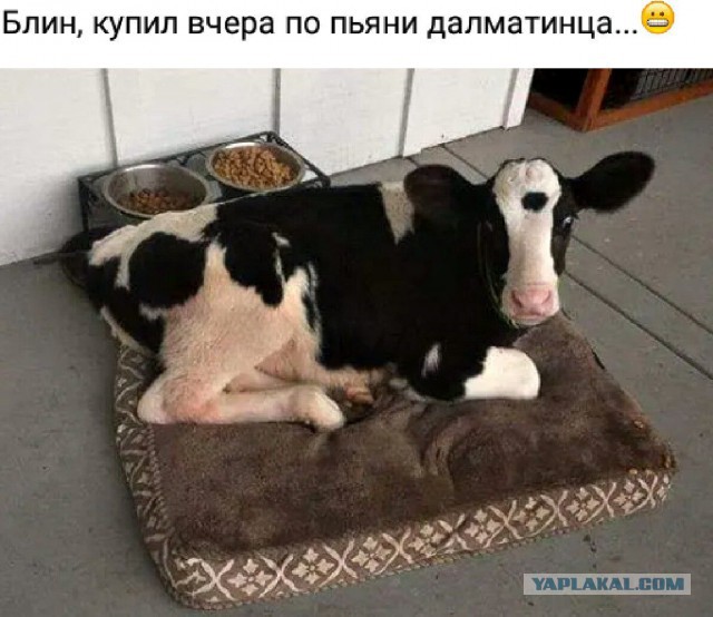 Подборка интересных и веселых картинок 28.11.18