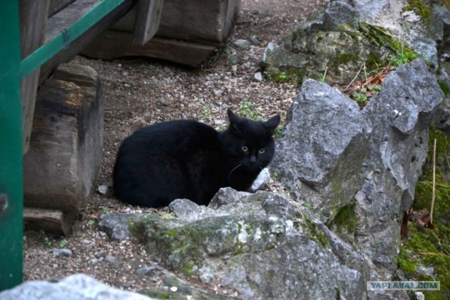 Котовторник 17 января