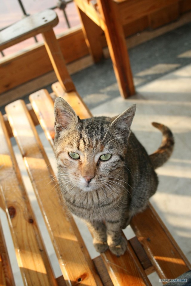 Котовторник 27.03.2012