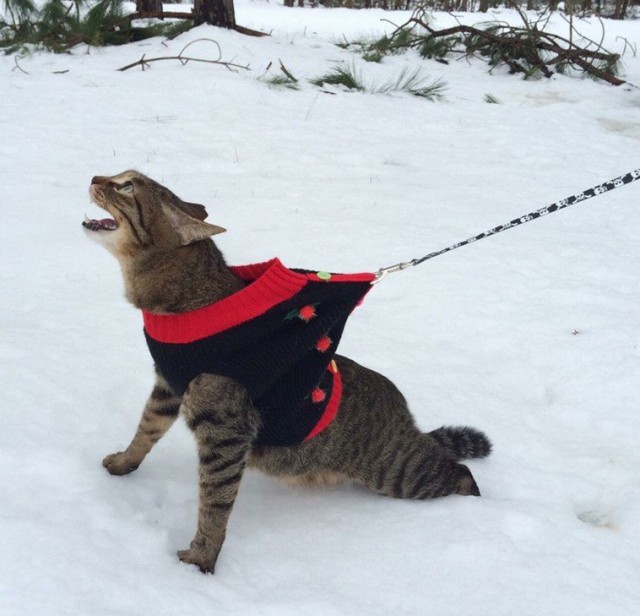 Прикольных котов пост