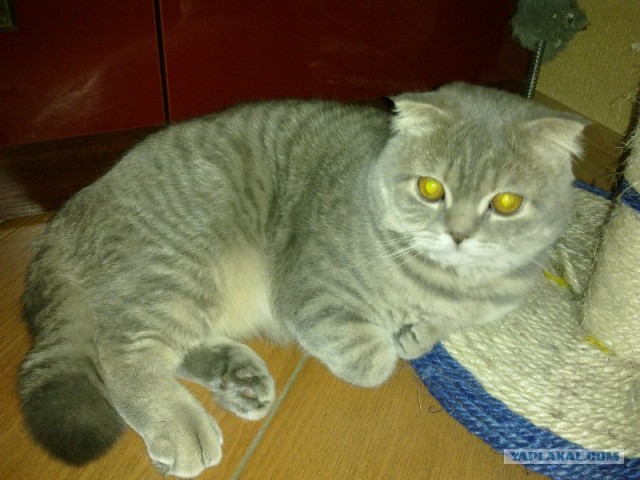 Котовторник  от 3.04.2012
