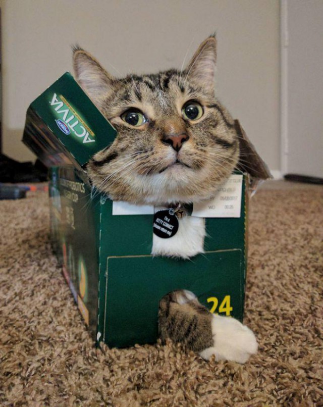 Прикольных котов пост