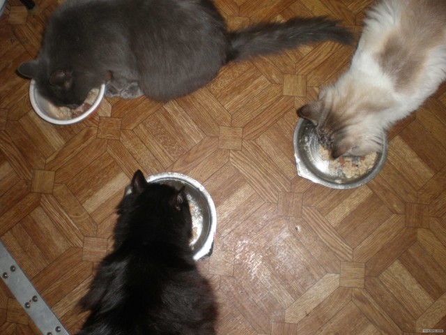 Котовторник (15.05.2012)