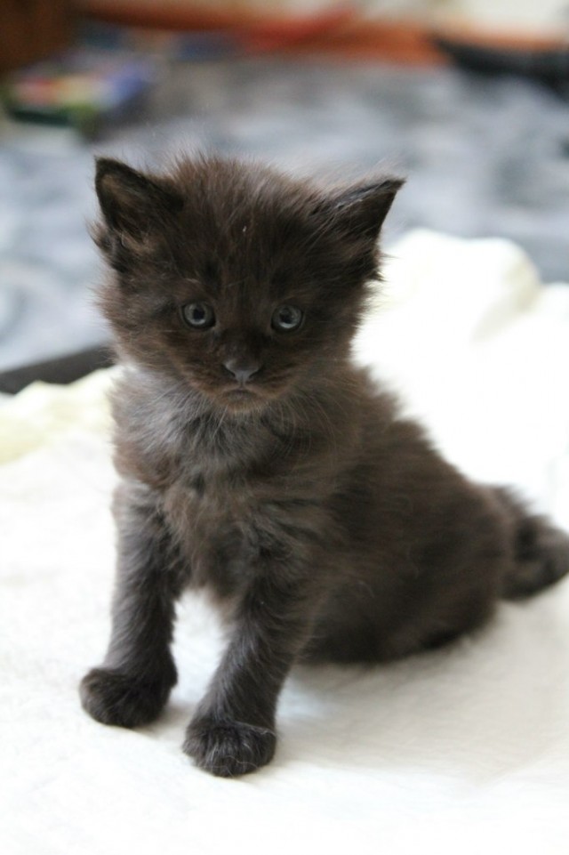 Котовторник  14.08.2012.