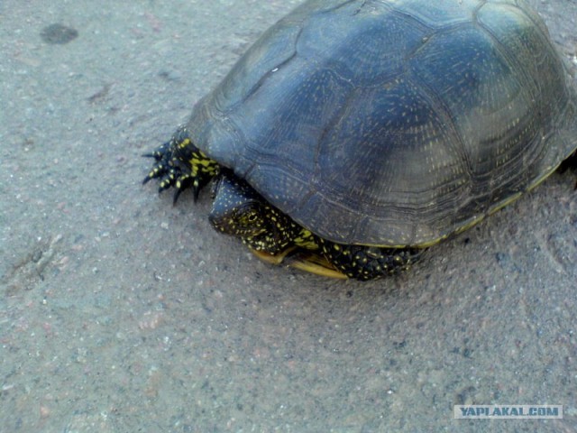 Черепахи умирают молча